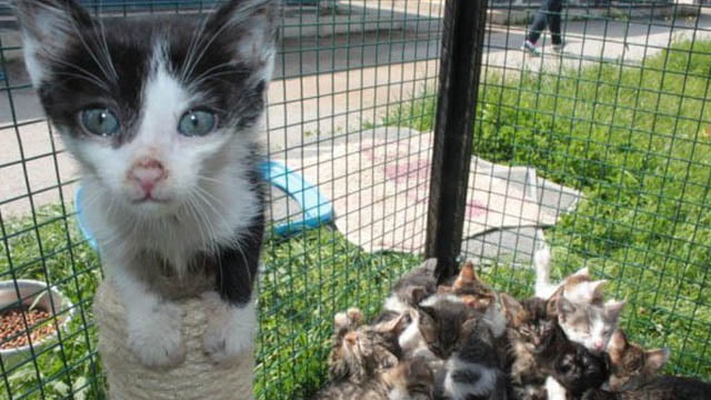 Kedi Kliniği